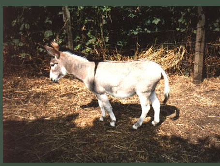 Animal Finder